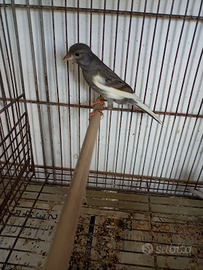 Canarini ardesia maschi