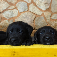 Cuccioli simil Pastore Tedesco