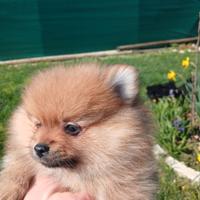 Cucciola do spitz
