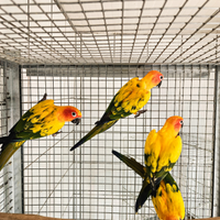 Pappagalli conuro del sole