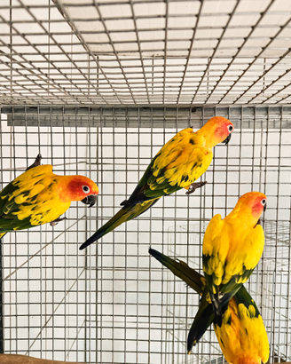 Pappagalli conuro del sole