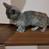 Gattina Munchkin a zampe corte, 4 mesi