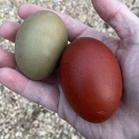 Pulcini e Pulcinotti