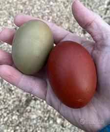 Pulcini e Pulcinotti