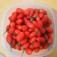Piante di bacche di goij