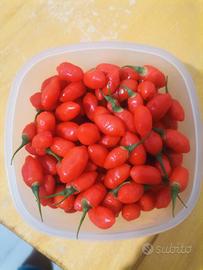 Piante di bacche di goij