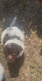 Lagotto romagnolo femmina età due mesi e mezzo