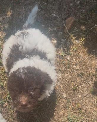 Lagotto romagnolo femmina età due mesi e mezzo