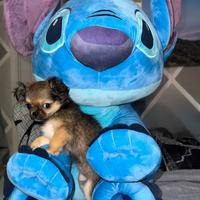 Chihuahua a pelo lungo