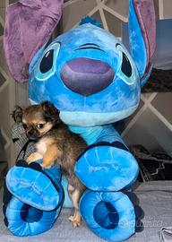 Chihuahua a pelo lungo