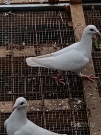 Colombe bianche per matrimoni