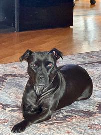 Pitbull dolcissima senza casa