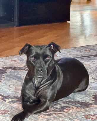 Pitbull dolcissima senza casa