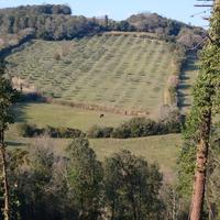 Terreno agricolo collinare di 7,3 ha
