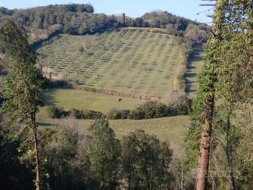 Terreno agricolo collinare di 7,3 ha