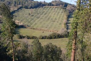 Terreno agricolo collinare di 7,3 ha