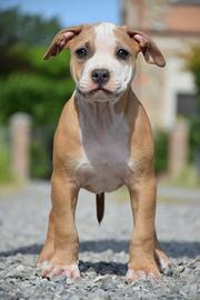 American Pitbull Terrier UkC