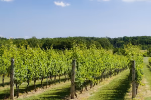 Bolgheri - Terreno Vitato