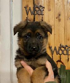 Cuccioli pastore tedesco