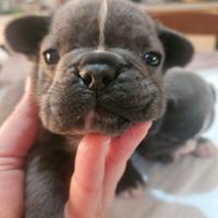 Bulldog francese taglia mini mini