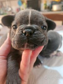 Bulldog francese taglia mini mini