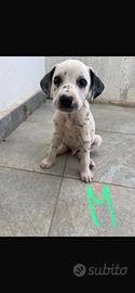 Magnifico cucciolo di dalmata