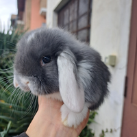 Conigli nani Testa di leone e minilop