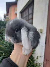 Conigli nani Testa di leone e minilop