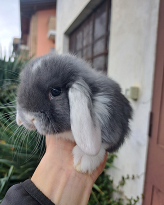 Conigli nani Testa di leone e minilop