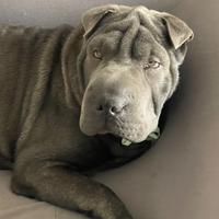 Cucciolo sharpei