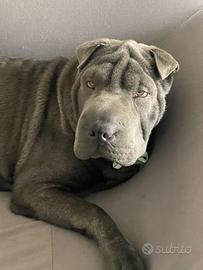 Cucciolo sharpei