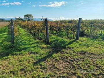 Vigneto Isonzo doc