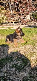 Cucciolo Pastore Tedesco maschio