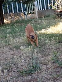 Cane meticcio