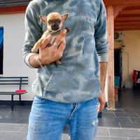 Cuccioli cihuahua maschi