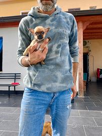 Cuccioli cihuahua maschi