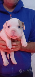 American bully