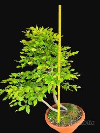 Bonsai carpino bianco