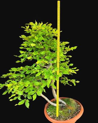 Bonsai carpino bianco