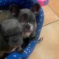 Cuccioli Bulldog francese grigi blue