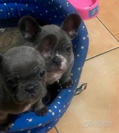 Cuccioli Bulldog francese grigi blue