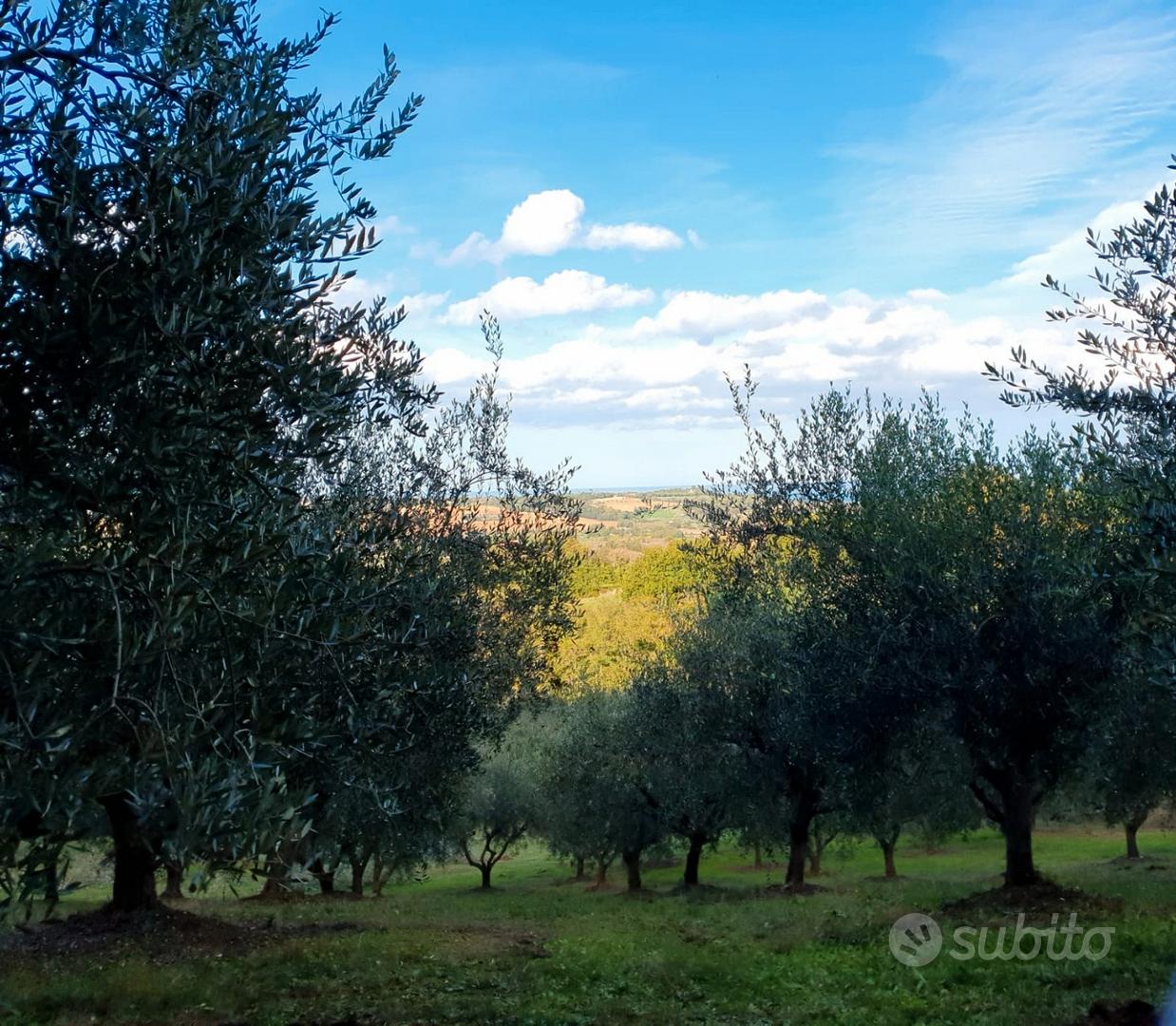 Terreno agricolo con olivi annessi - Vista 4