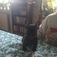 Bouledogue Francese cucciola