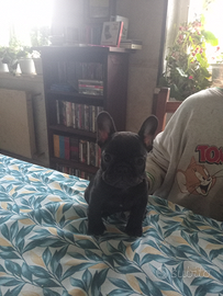 Bouledogue Francese cucciola