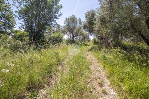 TER. AGRICOLO A MARCELLINA