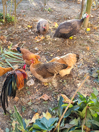 Galline nane ornamentali