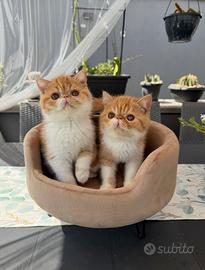 Gatti cuccioli Persiani e Exotic tutta Italia