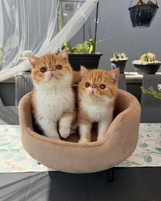 Gatti cuccioli Persiani e Exotic tutta Italia