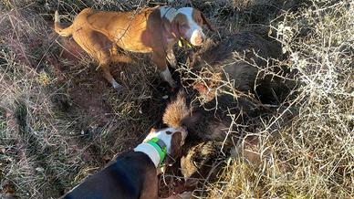 Cane da cinghiale