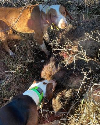 Cane da cinghiale